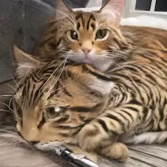 ボクたちorワタシたち一心同体