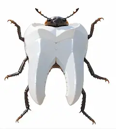 白き歯を纏う甲虫の静かな森歩き