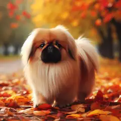 ペキニーズと紅葉
