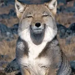 チベットスナギツネ