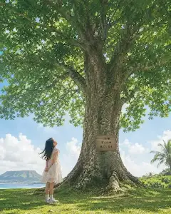 気になる大樹と少女の夏の出会い