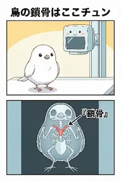 鳥の鎖骨はここだチュン
