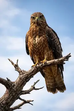 青空に佇む鋭い鷹