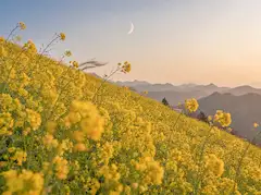 朧月夜