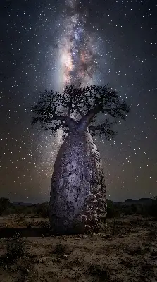 星空に輝くバオバブの木