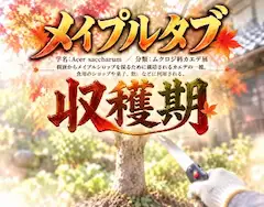 メイプル