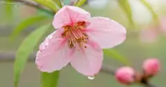 【春のひと雫】朝露に濡れる可憐な桃の花｜瑞々しい生命の息吹を描くマクロアート