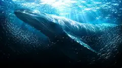 鯨の世界 ―人の知らない海へ―
